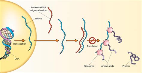 Difference Between Sense and Antisense Strand | Definition, Characteristics, Structure