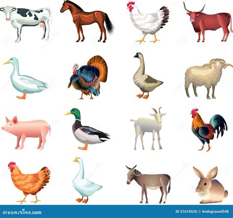 Farm Animals Photo Realistic Set Stock Vector - Illustration of turkey, farm: 31610526