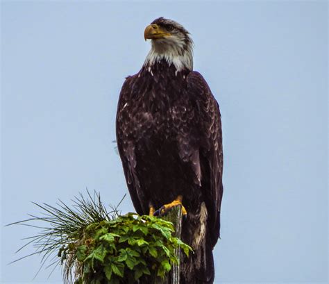 Walking Arizona: Juvenile Bald Eagle, Juneau, Alaska