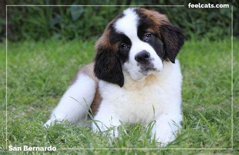 Perro San Bernardo y 10 curiosidades de esta raza | FeelCats