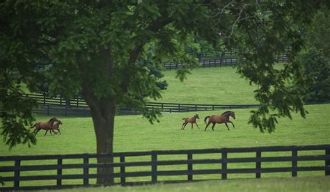 Gainesway Farm 2016