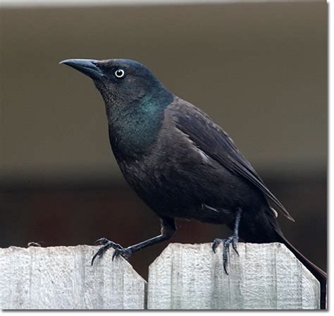 Backyard Bird Cam - Common Grackle female