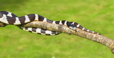 10+ Kingsnake Morphs & Colors (With Pictures) | Pet Keen