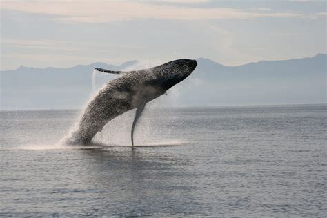 Humpback Whales and Where to See Them :: Expeditions Online