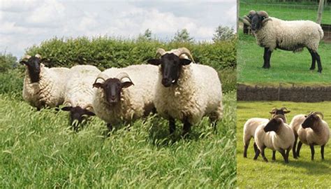 Top 20 Best Native British Sheep Breeds