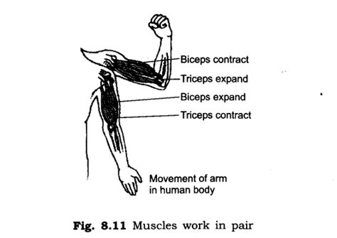 Chapter -8 Body Movements | Class 6th | NCERT Science Solutions | EDUGROWN – EduGrown School