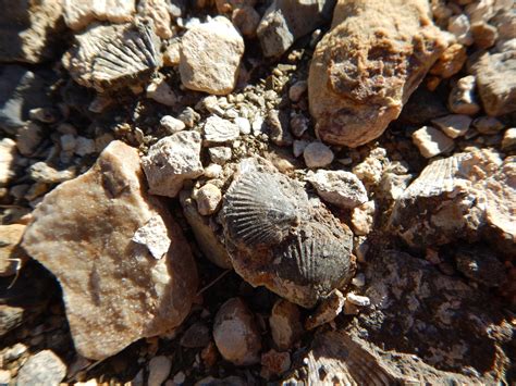 fossilized sea shells - Fossil Mountain - Delta - Road Trip Ryan