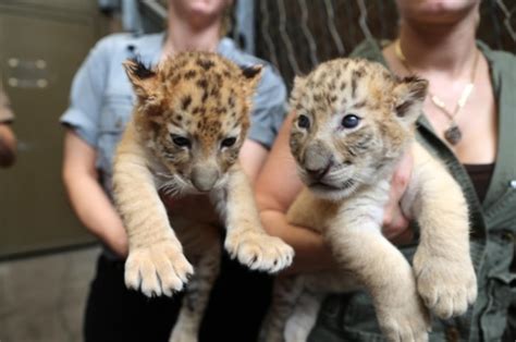 Children celebrate holiday season with a pair of liger cubs - TODAY.com