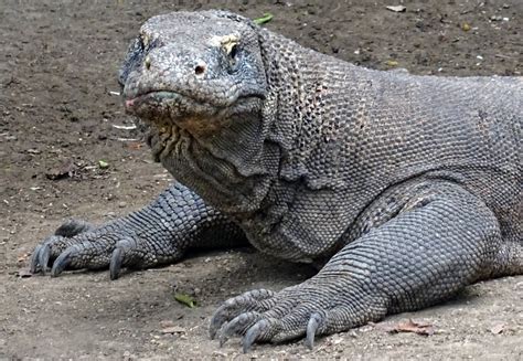 13 Interesting Facts About Komodo Dragons - DIY Travel HQ