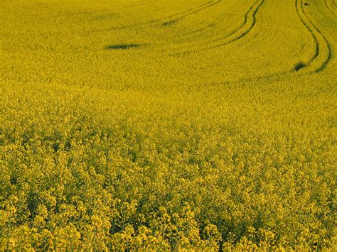 flowers for flower lovers.: Brassica Flowers.