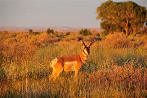 Pronghorn horns free image download