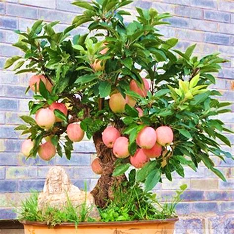 Apple Tree Seeds Dwarf Bonsai Apple Tree MINI Fruit Seeds For Home ...