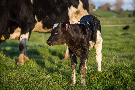 Writing Your Calf Newborn Protocols - CalfStar