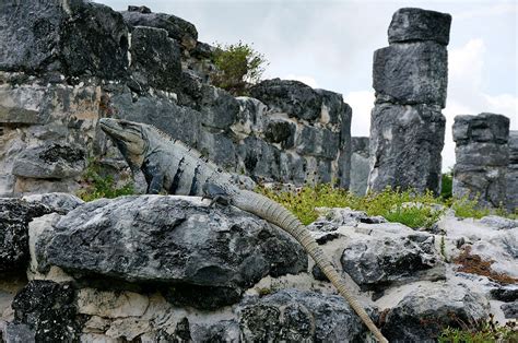 Iguanas at El Rey Ruins in Cancun 2024-2025 - Rove.me