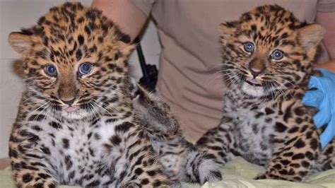 2 endangered Amur leopard cubs born at Brookfield Zoo - ABC7 Chicago