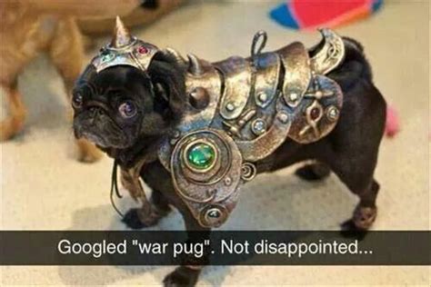 War Pug! | Cute pugs, Pugs, Pug memes