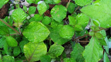 Weed Plants Growing in the Garden Stock Photo - Image of nature, shrub ...