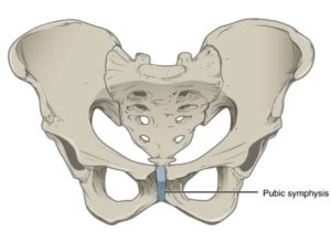 Symphysis Pubis Dysfunction | Musculoskeletal Physiotherapy Australia