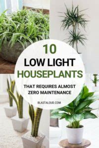 10 Low Light Houseplants You Won't Be Able To Kill