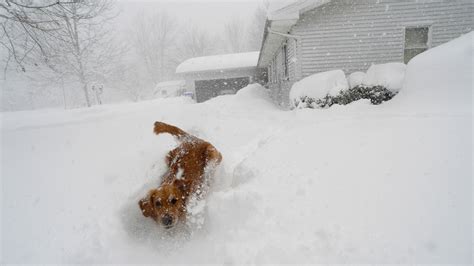 Western New York is forecast to get even more snow after more than 6 feet falls : NPR