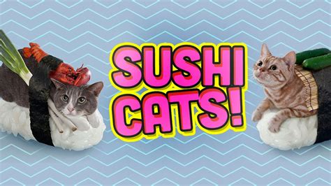 SUSHI CATS! - YouTube