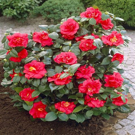 Buy Camellia japonica red - 1 shrub Online at desertcartSouth Africa