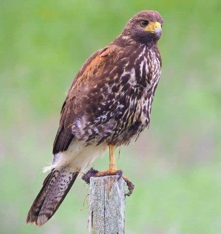 15 Types of Hawks in Arizona – Nature Blog Network