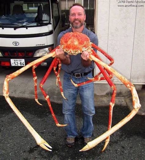 Giant Alaskan King Crab : r/TheDepthsBelow