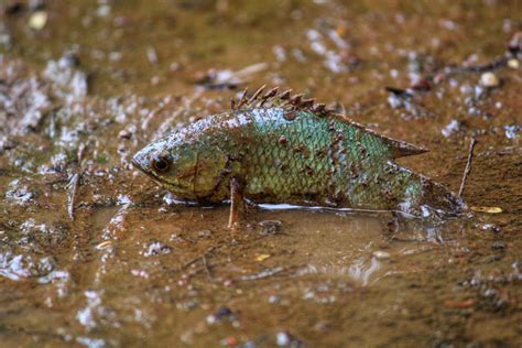 Climbing perch [IMAGE] | EurekAlert! Science News Releases