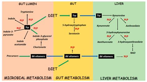 Pyridoxine Deficiency