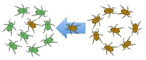 Gene Flow - Definition and Examples | Biology Dictionary