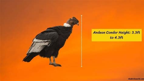 Andean Condor Size: How Does It Compare To Others?