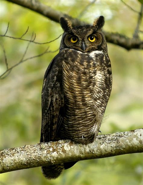 Owls of the US: Calls, Identification, and Cultural Significance | HubPages