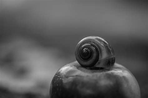 Black-And-White Fall Snail - Free photo on Pixabay - Pixabay