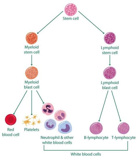 What is Acute Lymphoblastic Leukaemia? - Prevent ALL