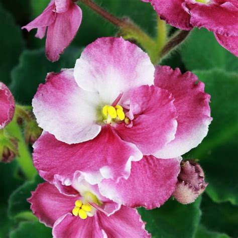 6 Types of Variegated African Violets | Care Guide