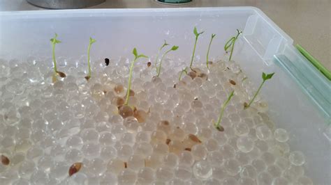 Germinating Seeds in Gel Beads (hydrated using water from his fish tank, for nutrients - no ...