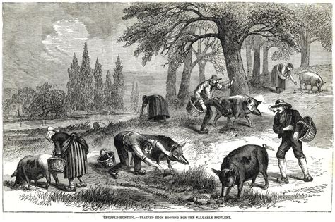 Illustration of Pigs Truffle Hunting posters & prints by Corbis