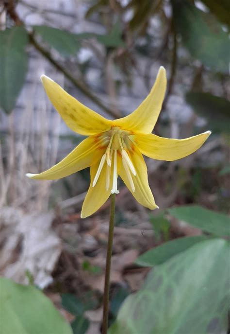 Erythroniums: Plant Care and Collection of Varieties - Garden.org