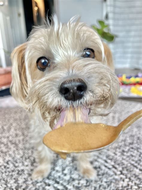 7 Best Peanut Butter Brands For Dogs In 2022 That Are Safe And Healthy ...