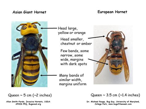 Large, scary hornets stripping bark from trees, eating fruit, and going ...