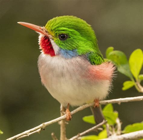 Cuban Tody | Nature Photography | Birding