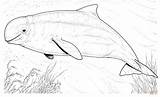 Beluga Whale coloring Page  Free Printable Coloring Pages sketch template
