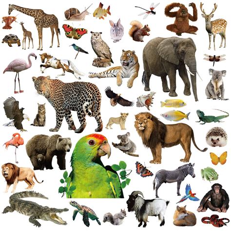 Buy Jungle Animal Stickers 400 Safari Animal Assortment 8 Sheets Online at desertcart UAE