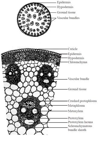 14+ Monocot Stem Diagram - FredMariessa