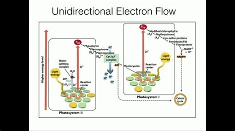 Photosystem I Functions: Electron Flow and Function - YouTube