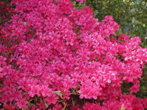 Pink Azalea Bush Free Stock Photo - Public Domain Pictures