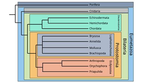 Animal Phylogeny | Digital Atlas of Ancient Life