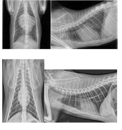 Heart Disease and Cats | Oklahoma State University