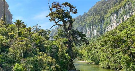 Paparoa National Park | A complete guide - New Zealand Trails